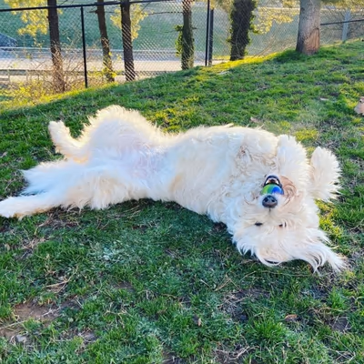 PetSafe Downtown Dog Park photo 1